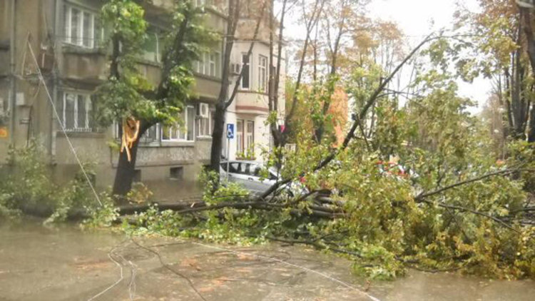 Бурята в София е съборила 6 дървета