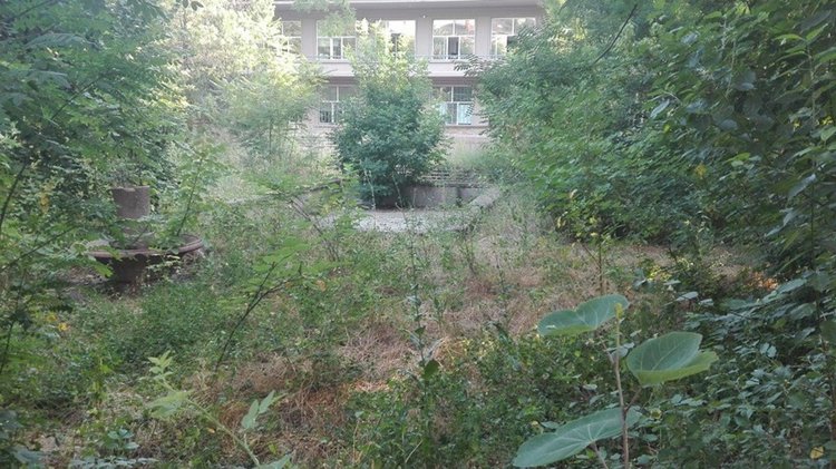 Почистиха джунглата в двора на Социално подпомагане -Димитровград