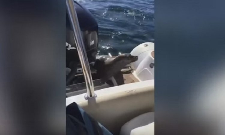 Умно тюленче избяга от гладни косатки, качи се на лодка