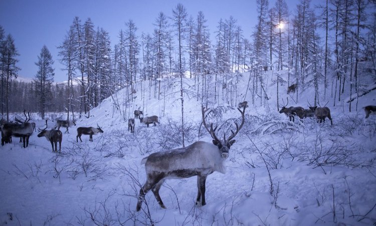 Кошмар преди Коледа: Сибир планира избиването на 250 000 северни елени
