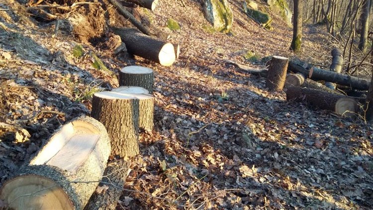 Стражар откри незаконно отсечени дървета при обход край Смолян