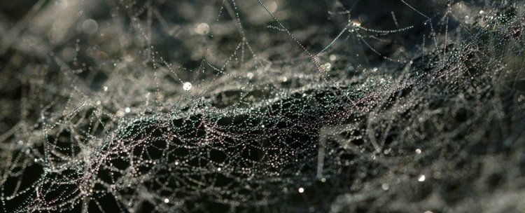 Паякова коприна с антибиотични свойства ще лекува рани