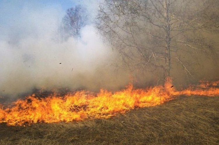 Пожарна, горски, полицаи и доброволци гасиха пожар, причинен от човешка небрежност край Неделино
