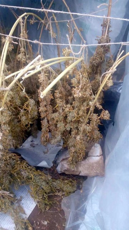 Спипаха сериозно количество марихуана и семена в родопско село