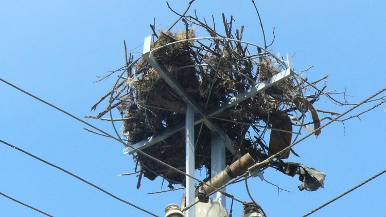 242 нови щъркелови гнезда по електрическите стълбове тази пролет