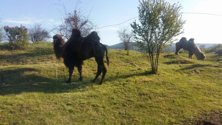 Камили хрупат трева насред Перник
