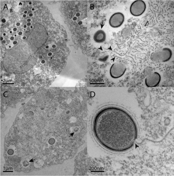 Гигантски древни вируси във вечния лед на Арктика се връщат към живот