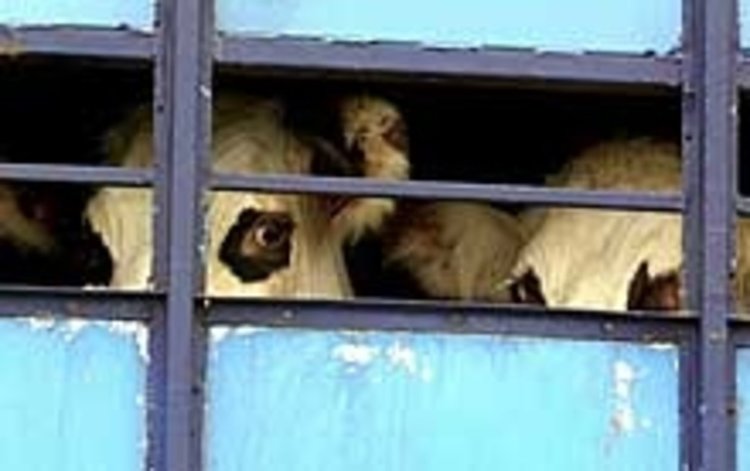 Жертвени животни без документи отново на пътя,залавят придружителя им