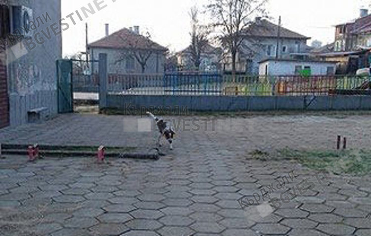 Глутница кучета тормози деца и майки в детската градина на Опълченско