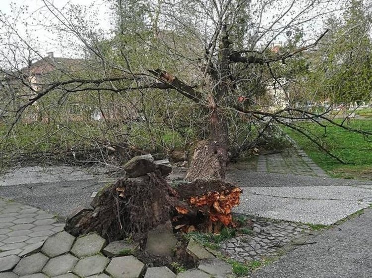 Вятърът събори дърво в близост до детската площадка в парка