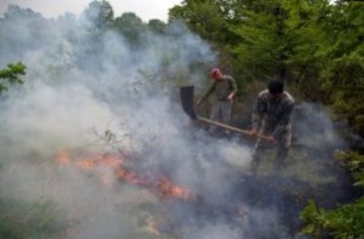 Два пожара от мълния гасиха огнеборци, спасени са гора и сграда