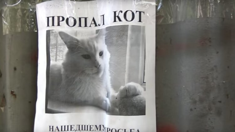 Оптична илюзия: Изчезнала котка ви следи от обявата (видео)