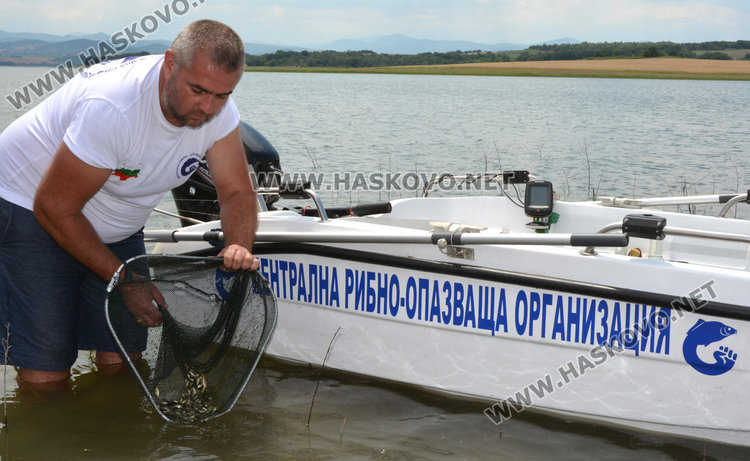 Видьовден за яз. Тракиец, доброволци пуснаха 150 хил. шаранчета