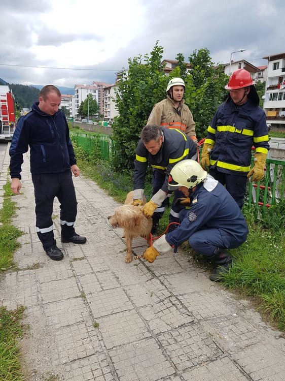 Огнеборци спасиха куче от реката в Райково