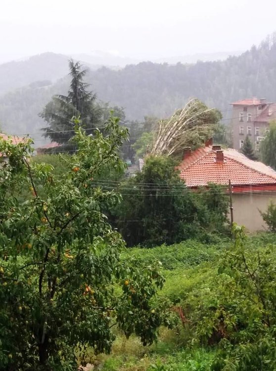 Полувековна топола падна върху бившата сграда на БКП в Млечино