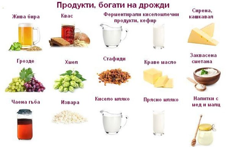 Дрождите - обща характеристика, дневна необходимост и здравни ползи