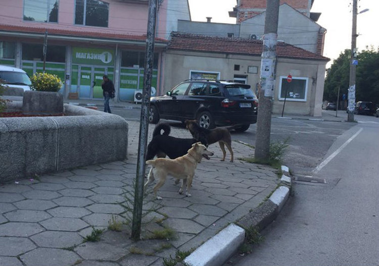 Анонимни сигнали за агресивни кучета не се приемат