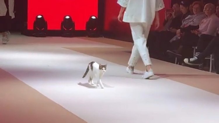 Котка завладя подиума на модно шоу (видео)