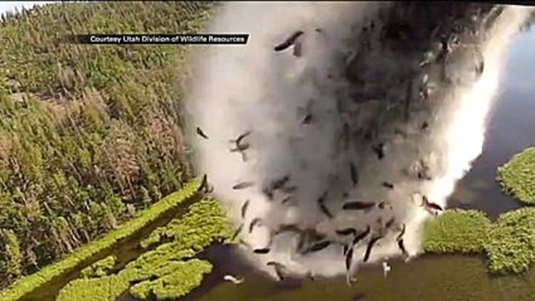Защо самолет изхвърля риба над планината (видео)