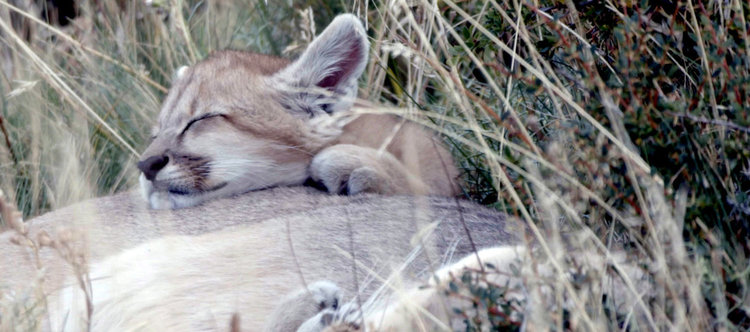 Месец на големите котки по National Geographic WILD