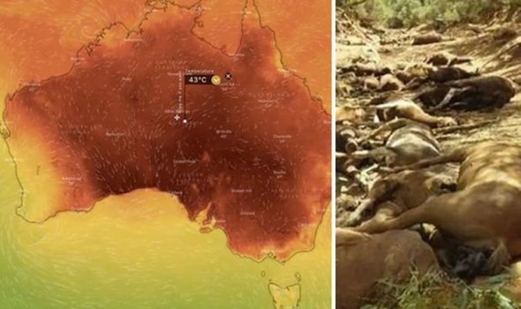 Този януари е бил най-топлият в Австралия, откакто се води статистика 