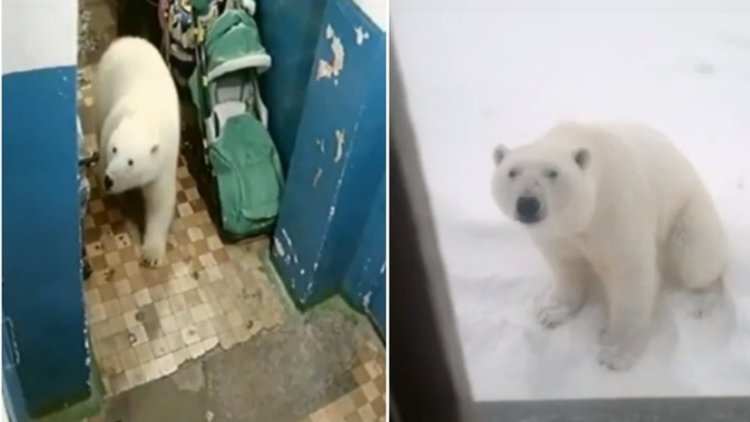 Извънредно положение заради нашествие на гладни бели мечки в руски град (видео)