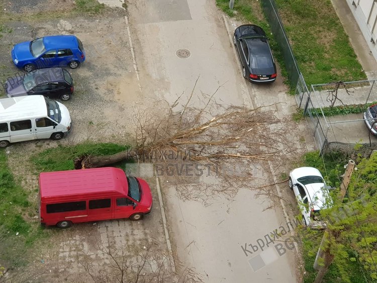 Бурният вятър изкорени дърво до бл.”Балатон”2,то падна между два автомобила