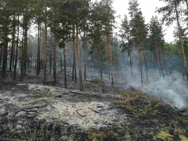 18 горски пожара през юни и началото на юли в областта, горели са горски масиви,сухи треви и храсти