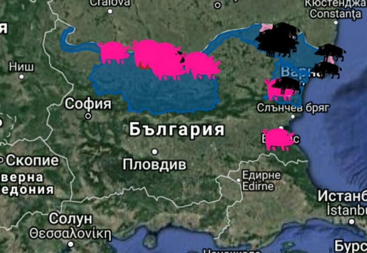 Бедствено положение е обявено в област Русе заради африканската чума по свинете