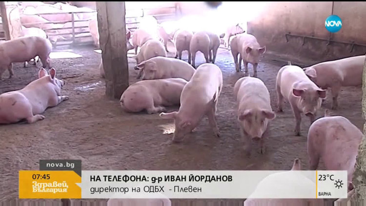 Куриоз по време на чума: БАБХ объркали агне с прасе и го конфискували (видео)