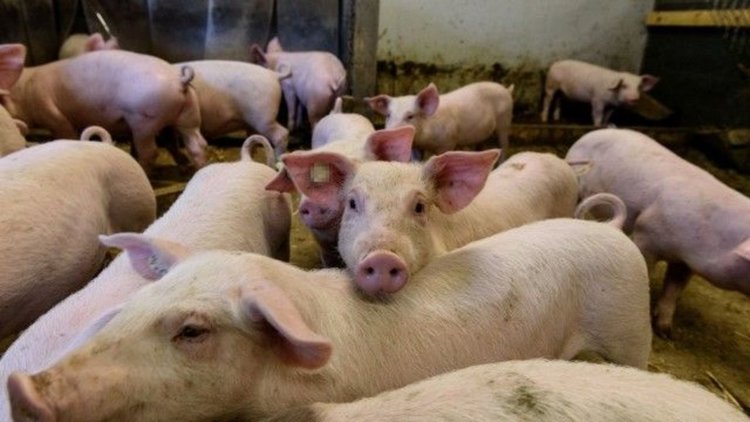 БАБХ влиза в лични стопанства и търси живи прасета за евтаназия