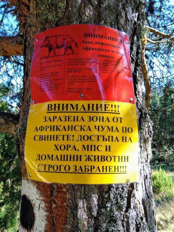 Второ огнище на зараза от Африканска чума в Смолянско, положителните проби вече са 9