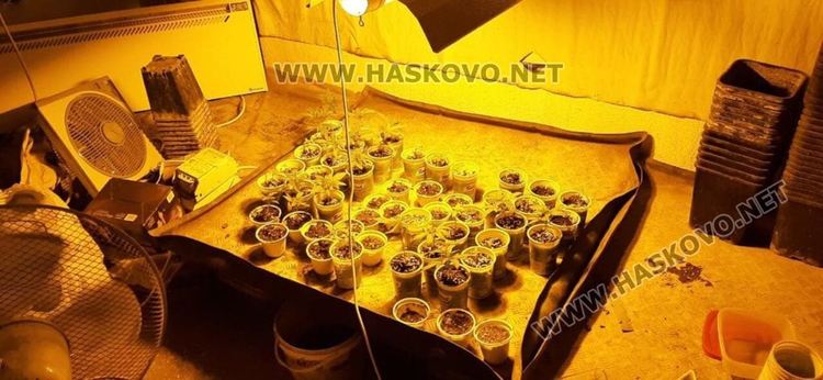 Разкриха наркооранжерия във вилна зона на Хасково