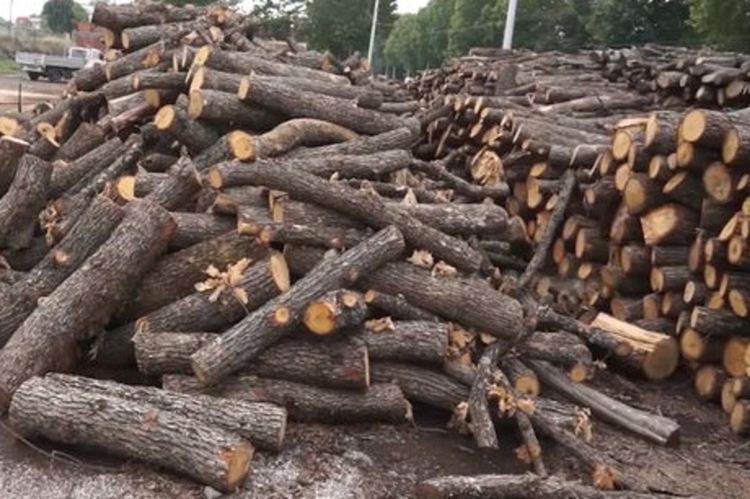 Спипаха двама с 10 кубика незаконни дърва