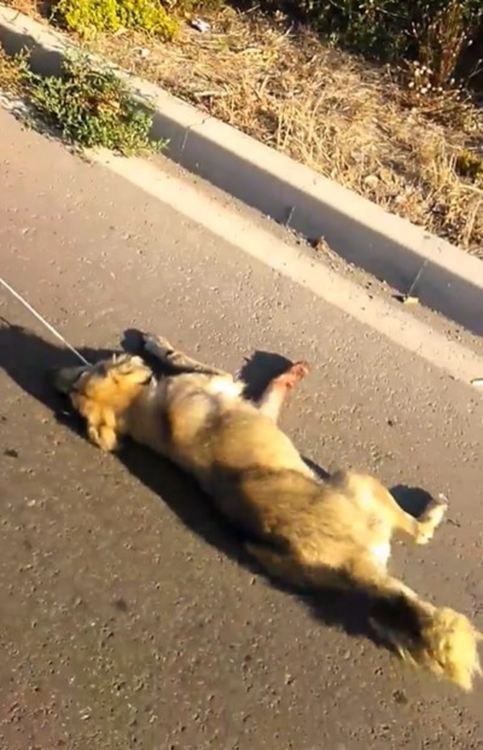 Мъж върза кучето си за колата и го влачи по пътя