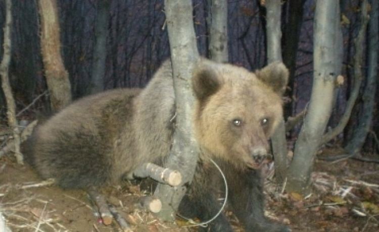 Давидково в ужас, мечка натръшка овце и се разхожда по дворовете