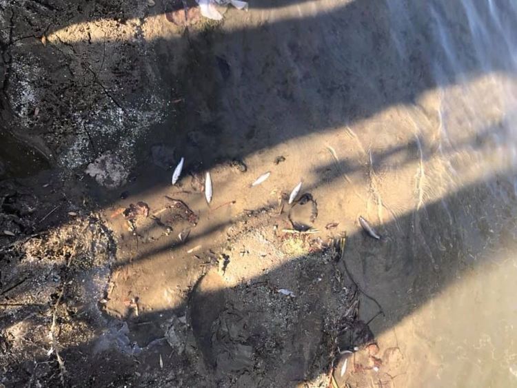 Няма опасност за питейната вода на Първомай след замърсяването на Марица край Стамболийски