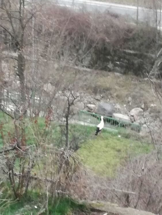 Щъркели пристигнаха в Смолян, хората ги приемат като "бяла лястовица"