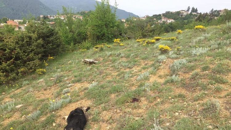 Ловци избиват бездомни кучета в родопско село, деца са стресирани от жалния вой на агония на животните