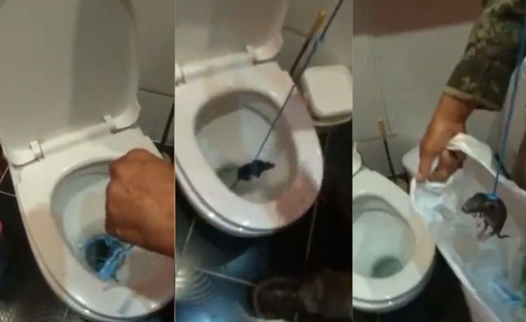 Водопроводчик измъкна плъх от тоалетна със самоделно ласо
