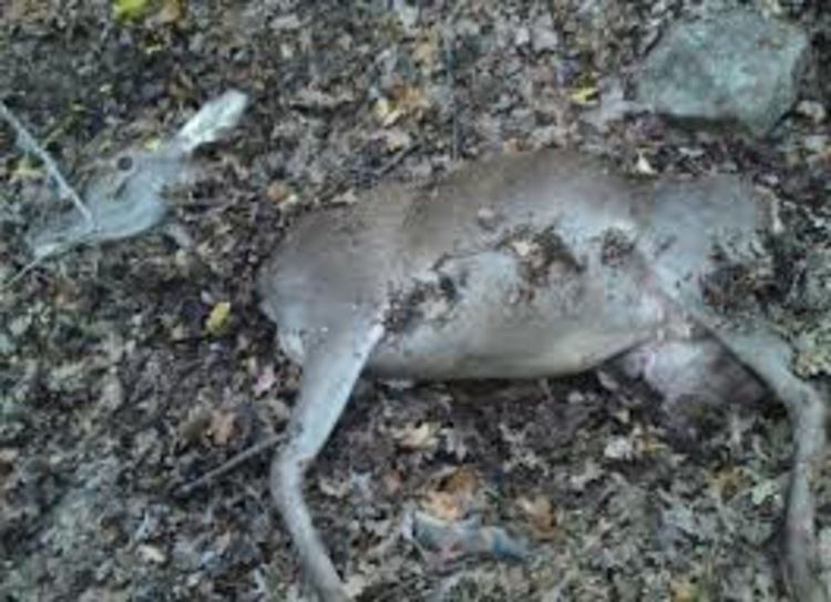 Полицията разследва случай с труп на кошута край смолянско село