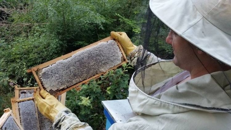 Нов туристически маршрут до пчелини за манов мед в Странджа