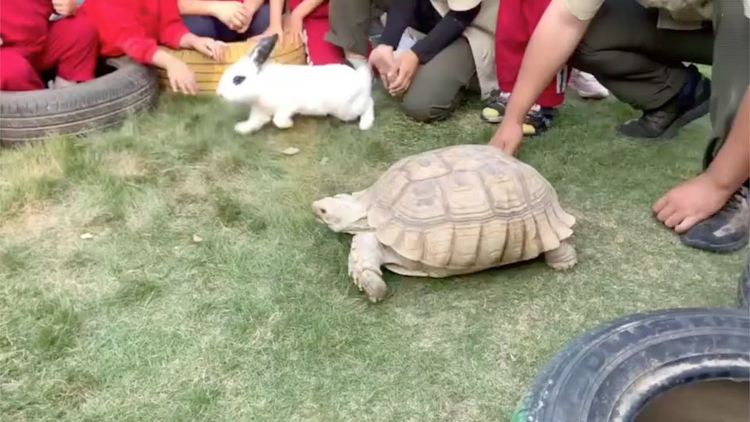 Костенурка надбяга заек (видео)