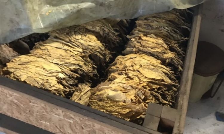 Разкриха нелегален цех в Катуница с 2,5 тона тютюн