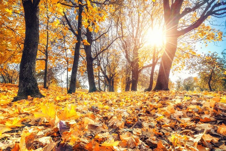 Слънчево в неделя