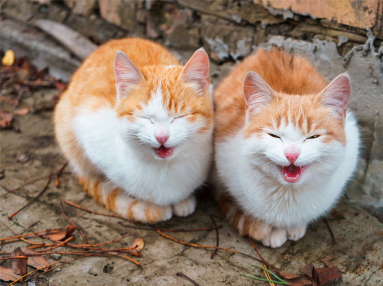 Защо котките мяукат?