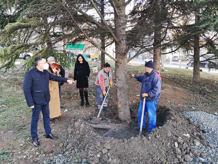 Преместват 8 дървета от „Възрожденци“ в парк