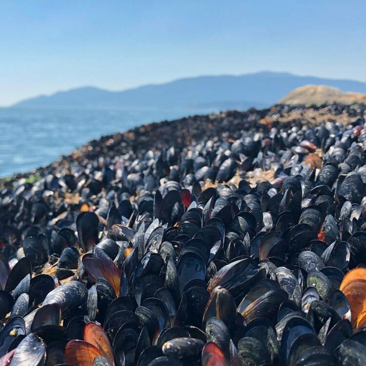  1 милиард морски същества са загинали на брега на Канада по време горещата вълна