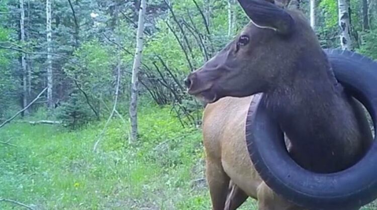 Лос се скита две години с автомобилна гума на врата
