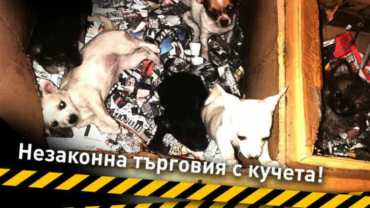 Засилени мерки срещу трафика на кучета искат "Четири лапи"